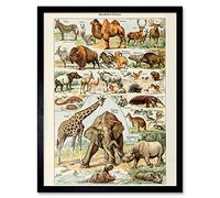 Artery8 Millot Encyclopedia Page Mammals Camel Giraffe Art Print Framed Poster Wall Decor 12x16 inch
