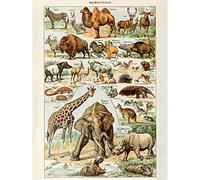 Artery8 Millot Encyclopedia Page Mammals Camel Giraffe Large Wall Art Poster Print Thick Paper 18X24 Inch