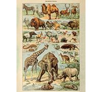 Artery8 Millot Encyclopedia Page Mammals Camel Giraffe Premium Wall Art Canvas Print 18X24 Inch