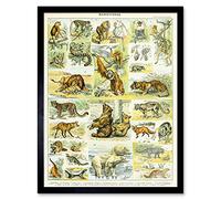 Artery8 Millot Encyclopedia Page Mammals Lion Bear Art Print Framed Poster Wall Decor 12x16 inch