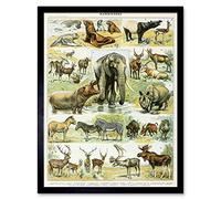 Artery8 Millot Encyclopedia Page Mammals Rhino Hippo Art Print Framed Poster Wall Decor 12x16 inch