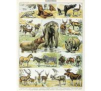 Artery8 Millot Encyclopedia Page Mammals Rhino Hippo Unframed Wall Art Print Poster Home Decor Premium