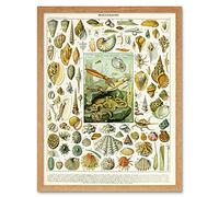 Artery8 Millot Encyclopedia Page Molluscs Shells Art Print Framed Poster Wall Decor 12x16 inch