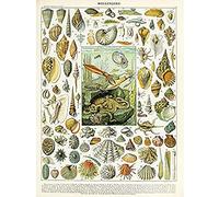 Artery8 Millot Encyclopedia Page Molluscs Shells Unframed Wall Art Print Poster Home Decor Premium