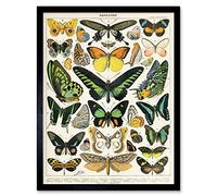 Artery8 Millot Encyclopedia Page Moths Butterflies Art Print Framed Poster Wall Decor 12x16 inch