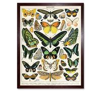 Artery8 Millot Encyclopedia Page Moths Butterflies Art Print Framed Poster Wall Decor 12x16 inch