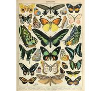 Artery8 Millot Encyclopedia Page Moths Butterflies Premium Wall Art Canvas Print 18X24 Inch