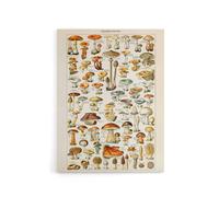 Artery8 Millot Encyclopedia Page Mushroom Fungus Canvas Wall Art Print | Size: W18" x H24" Artery8 Multicolor W18" x H24"