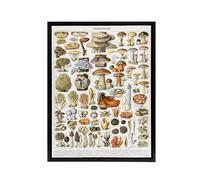 Artery8 Millot Encyclopedia Page Mushroom Varieties Framed Canvas Wall Art Print | Size: W12" x H16" Artery8 Multicolor W12" x H16"