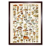 Artery8 Millot Encyclopedia Page Mushrooms Fungus Art Print Framed Poster Wall Decor 12x16 inch