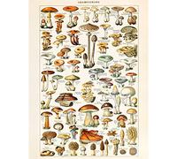 Artery8 Millot Encyclopedia Page Mushrooms Fungus Premium Wall Art Canvas Print 18X24 Inch