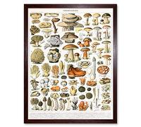 Artery8 Millot Encyclopedia Page Mushrooms Variety Art Print Framed Poster Wall Decor 12x16 inch