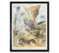 Artery8 Millot Encyclopedia Page Ocean Animals 12x16" Framed Art Print | Size: W12" x H16" Artery8 Multicolor W12" x H16"