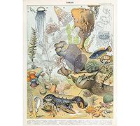 Artery8 Millot Encyclopedia Page Ocean Animals Unframed Wall Art Print Poster Home Decor Premium