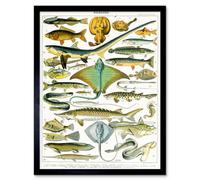 Artery8 Millot Encyclopedia Page Sea Fish Variety 12X16" Framed Wall Art Print