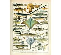 Artery8 Millot Encyclopedia Page Sea Fish Variety Art Print Canvas Premium Wall Decor Poster Mural