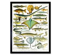 Artery8 Millot Encyclopedia Page Sea Fish Variety Art Print Framed Poster Wall Decor 12x16 inch