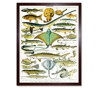 Artery8 Millot Encyclopedia Page Sea Fish Variety Art Print Framed Poster Wall Decor 12x16 inch
