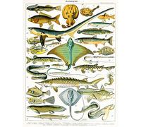 Artery8 Millot Encyclopedia Page Sea Fish Variety Large Wall Art Poster Print Thick Paper 18X24 Inch