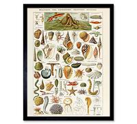 Artery8 Millot Encyclopedia Page Shells Molluscs Art Print Framed Poster Wall Decor 12x16 inch