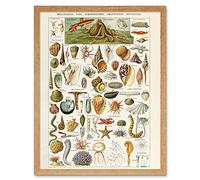 Artery8 Millot Encyclopedia Page Shells Molluscs Art Print Framed Poster Wall Decor 12x16 inch