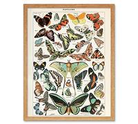 Artery8 Millot Encyclopedia Page Variety Butterflies Art Print Framed Poster Wall Decor 12x16 inch