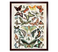 Artery8 Millot Encyclopedia Page Variety Butterflies Art Print Framed Poster Wall Decor 12x16 inch