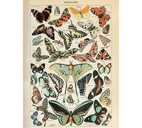 Artery8 Millot Encyclopedia Page Variety Butterflies Premium Wall Art Canvas Print 18X24 Inch