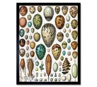 Artery8 Millot Encyclopedia Page Variety Eggs Ova 12x16" Framed Wall Art Print | Size: W12" x H16" Artery8 Multicolor W12" x H16"