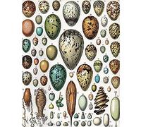 Artery8 Millot Encyclopedia Page Variety Eggs Ova Unframed Wall Art Print Poster Home Decor Premium