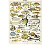 Artery8 Millot Encyclopedia Page Variety Sea Fish Art Print Canvas Premium Wall Decor Poster Mural