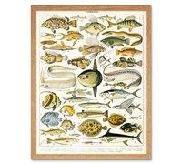 Artery8 Millot Encyclopedia Page Variety Sea Fish Art Print Framed Poster Wall Decor 12x16 inch