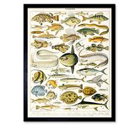 Artery8 Millot Encyclopedia Page Variety Sea Fish Art Print Framed Poster Wall Decor 12x16 inch