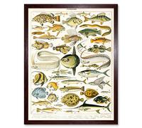 Artery8 Millot Encyclopedia Page Variety Sea Fish Art Print Framed Poster Wall Decor 12x16 inch