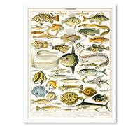 Artery8 Millot Encyclopedia Page Variety Sea Fish Art Print Framed Poster Wall Decor 12x16 inch