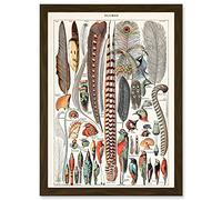 Millot Encyclopedia vintage Birds Feathers Plumage Nature Artwork Framed Wall Art Print A4 Artery8 Brown One Size