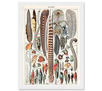 Artery8 Millot Encyclopedia vintage Birds Feathers Plumage Nature Artwork Framed Wall Art Print A4