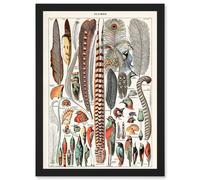 Artery8 Millot Encyclopedia vintage Birds Feathers Plumage Nature Artwork Framed Wall Art Print A4 in Black Artery8 Black