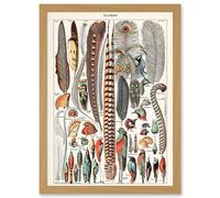 Millot Encyclopedia vintage Birds Feathers Plumage Nature Artwork Framed Wall Art Print A4 Artery8 Light Oak One Size