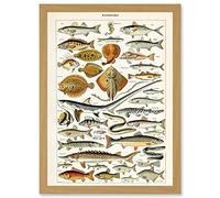 Artery8 Millot Encyclopedia vintage Fish Shark Ray Nature Artwork Framed A3 Wall Art Print