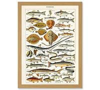 Artery8 Millot Encyclopedia vintage Fish Shark Ray Nature Artwork Framed Wall Art Print A4 in Light Oak Artery8 Light Oak