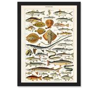 Artery8 Millot Encyclopedia vintage Fish Shark Ray Nature Artwork Framed Wall Art Print A4 in Black Artery8 Black