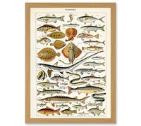 Artery8 Millot Encyclopedia vintage Fish Shark Ray Nature Artwork Framed Wall Art Print A4 in Light Oak Artery8 Light Oak