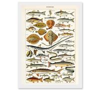 Artery8 Millot Encyclopedia vintage Fish Shark Ray Nature Artwork Framed Wall Art Print A4 in White Artery8 White