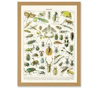 Artery8 Millot Encyclopedia vintage Flying Insects Beetles Nature Artwork Framed Wall Art Print A4 in Light Oak Artery8 Light Oak