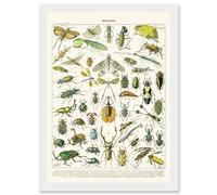 Millot Encyclopedia vintage Flying Insects Beetles Nature Artwork Framed Wall Art Print A4 Artery8 White One Size