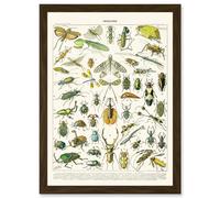 Millot Encyclopedia vintage Flying Insects Beetles Nature Artwork Framed Wall Art Print A4 Artery8 Brown One Size