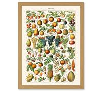 Millot Encyclopedia vintage Fruit Grape Pineapple Nature Artwork Framed Wall Art Print A4 Artery8 Light Oak One Size