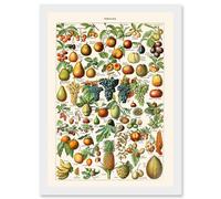 Millot Encyclopedia vintage Fruit Grape Pineapple Nature Artwork Framed Wall Art Print A4 Artery8 White One Size