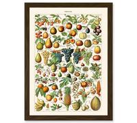Millot Encyclopedia vintage Fruit Grape Pineapple Nature Artwork Framed Wall Art Print A4 Artery8 Brown One Size